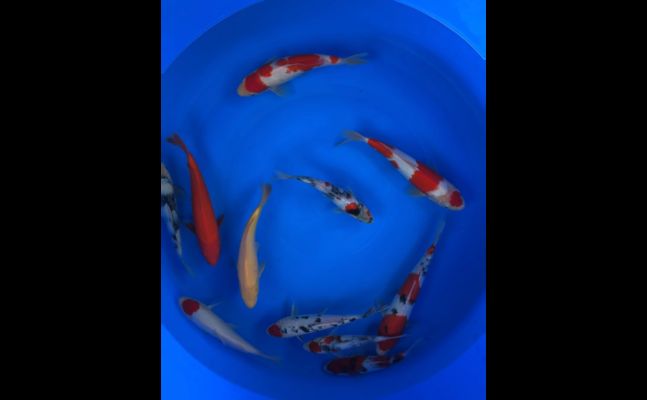 過背金龍魚飼養(yǎng)水溫：如何確定金魚的理想水溫？ 水族問答 第1張