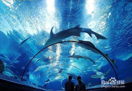 水族館生意怎么樣啊好做嗎：水族館加盟，如何在激烈的競(jìng)爭(zhēng)中脫穎而出 水族館百科（水族館加盟） 第3張