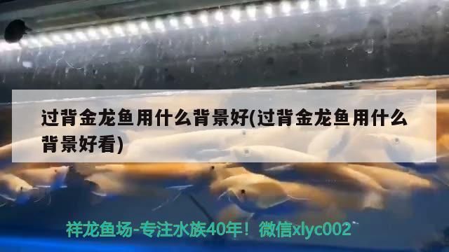 過背金龍魚用什么顏色背景畫好看又簡單又漂亮：過背金龍魚的繪畫背景選擇 金龍魚百科 第2張