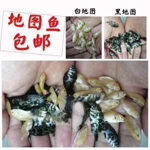 金龍魚價格調(diào)控政策效果評估：金龍魚價格調(diào)控政策在一定程度上達到了預(yù)期目標(biāo)