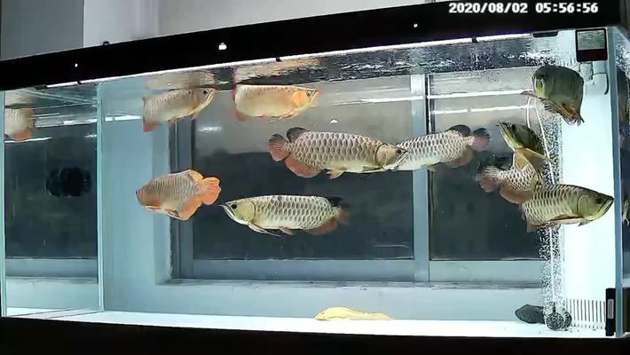 昌吉回族自治州水族批發(fā)市場：昌吉回族自治州水族批發(fā)市場在哪里？ 全國觀賞魚市場 第7張