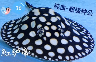 純血皇冠黑白魟魚繁殖技術(shù)要點(diǎn)：純血皇冠黑白魟魚性別鑒別技巧 魟魚百科 第5張