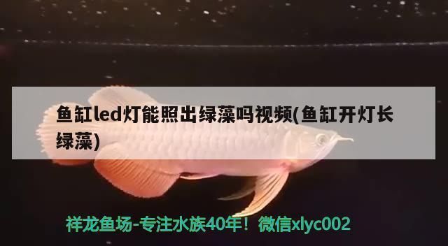 龍魚出水口鴨嘴最佳角度：如何選擇適合龍魚的魚缸，龍魚魚缸水流循環(huán)優(yōu)化技巧 龍魚百科 第3張