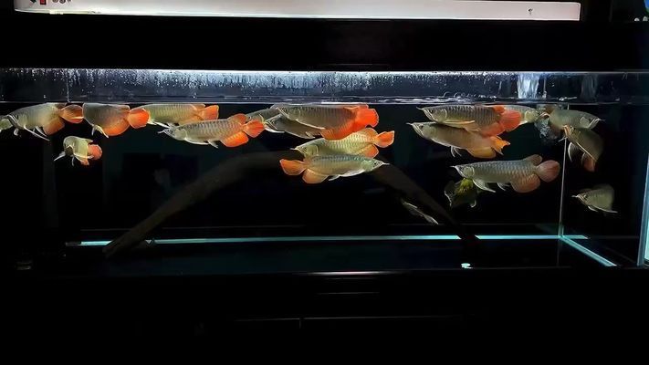 定西觀賞魚批發(fā)市場：定西觀賞魚市場