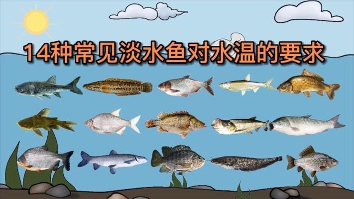 過背金龍魚幼魚辨別圖：&鑒別金龍魚幼魚的成熟度可以從以下幾個方面判斷 水族問答 第2張