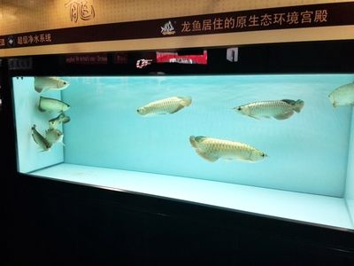 新加坡仟湖魚缸：新加坡仟湖魚缸十大品牌排行榜，新加坡仟湖魚缸品牌排名 魚缸百科 第3張