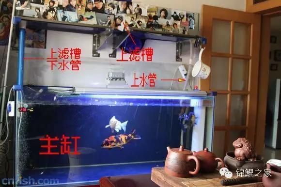 地缸魚缸 大缸：地缸魚缸適合養(yǎng)哪些魚