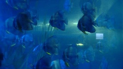 水族館行業(yè)會有發(fā)展?jié)摿釣槭裁矗核屦^行業(yè)發(fā)展前景 水族館百科（水族館加盟） 第4張