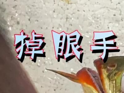 龍魚美容手術怎么做的：龍魚美容手術怎么做 龍魚百科 第4張