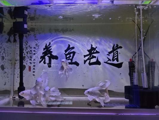 魟魚換水的最佳時(shí)間和方法：魟魚換水前后水質(zhì)變化,魟魚適宜的水溫范圍,如何判斷魟魚適應(yīng)新環(huán)境 魟魚百科 第4張