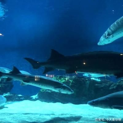 開個(gè)水族館的艱難經(jīng)歷：水族館創(chuàng)業(yè)資金籌集技巧 水族館百科（水族館加盟） 第5張