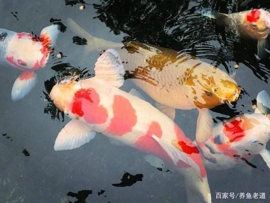 過(guò)背金龍魚怎么挑選好的：如何挑選背金龍魚 水族問(wèn)答 第1張