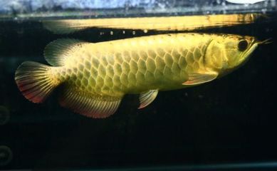 過(guò)背金龍魚(yú)水溫多少度最好：冬季養(yǎng)過(guò)背金龍魚(yú)技巧，過(guò)背金龍魚(yú)水溫過(guò)高后果