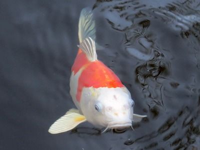 過(guò)背金龍魚(yú)水溫多少度最好：冬季養(yǎng)過(guò)背金龍魚(yú)技巧，過(guò)背金龍魚(yú)水溫過(guò)高后果