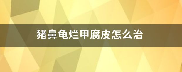 豬鼻龜身上腐皮白點怎么治：豬鼻龜?shù)昧税装卟≡趺崔k 豬鼻龜百科 第7張