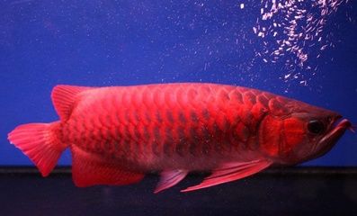 日本紅龍魚(yú)玩家多嗎：關(guān)于日本紅龍魚(yú)玩家的數(shù)量 紅龍魚(yú)百科 第4張