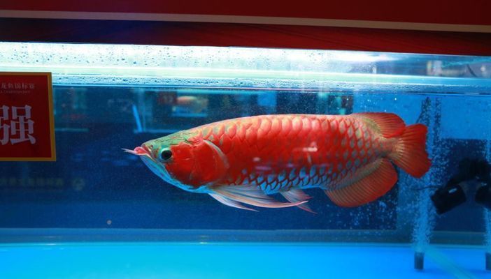 新加坡半號(hào)紅龍魚多少錢一條：新加坡半號(hào)紅龍魚價(jià)格因地區(qū)、賣家和購買時(shí)間差異 紅龍魚百科 第4張