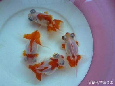 海里的紅龍魚：關(guān)于紅龍魚的問題 水族問答 第2張