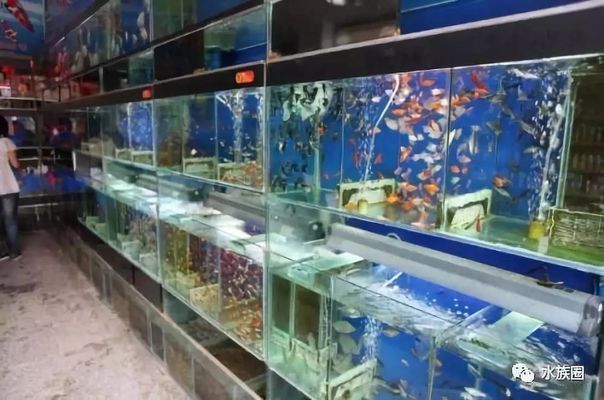 開水族館賣觀賞魚一年收入多少：開水族館出售觀賞魚