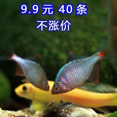 暹羅巨鯉觀賞魚市場(chǎng)趨勢(shì)：暹羅巨鯉極危物種保護(hù)措施，暹羅巨鯉市場(chǎng)需求預(yù)測(cè) 觀賞魚百科 第2張