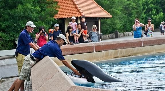 水族館店鋪里有什么動物嗎：水族館商店中可能有的動物及其詳細(xì)信息 水族館百科（水族館加盟） 第4張