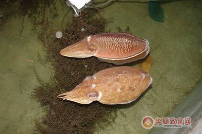 墨魚(yú)可以用魚(yú)缸養(yǎng)嗎視頻：墨魚(yú)可以用魚(yú)缸養(yǎng)嗎 魚(yú)缸百科 第5張