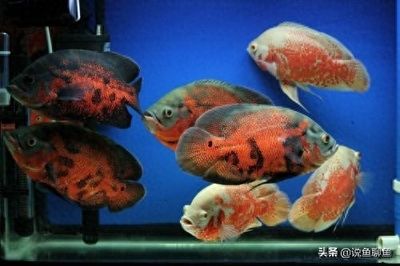 海龍魚百科：海龍魚的分類、形態(tài)、生活習(xí)性以及飼養(yǎng)注意事項 水族問答 第2張