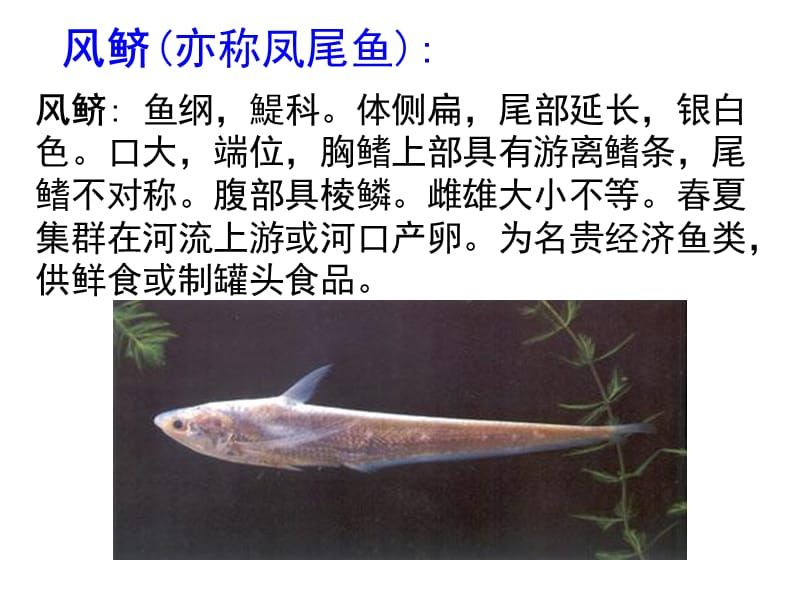 海龍魚別名：關(guān)于海龍魚的疑問句 水族問答 第1張