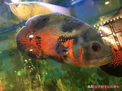 海龍魚的副作用：如何判斷一個人是否應該停止喂食海龍魚？ 水族問答 第2張