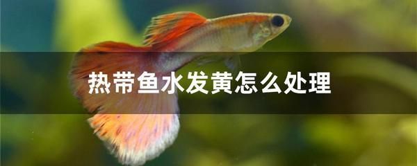 海龍魚的副作用與禁忌是什么：關(guān)于海龍魚的幾個疑問 水族問答 第2張