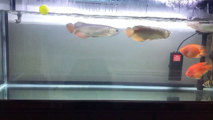 白城魚缸批發(fā)市場：白城水族批發(fā)市場 全國觀賞魚市場 第4張