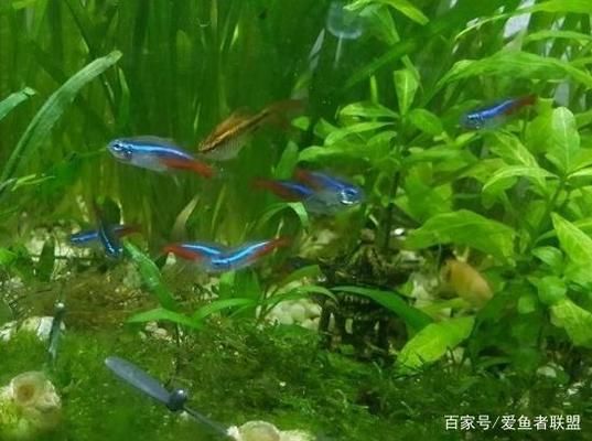 觀賞魚鹽浴后的護理方法：觀賞魚鹽浴后如何護理 觀賞魚百科 第4張