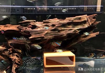 藍鉆魚缸廠家在哪里：濰坊藍鉆魚缸廠家 魚缸百科 第3張