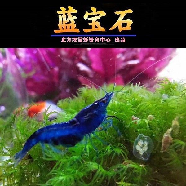 藍鉆魚缸廠家在哪里：濰坊藍鉆魚缸廠家 魚缸百科 第5張