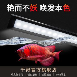 紅龍魚用什么燈發(fā)色最快：如何模擬紅龍魚自然光照 紅龍魚百科 第5張