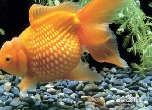 海龍魚多大：關(guān)于海龍魚的一些問題 水族問答 第1張