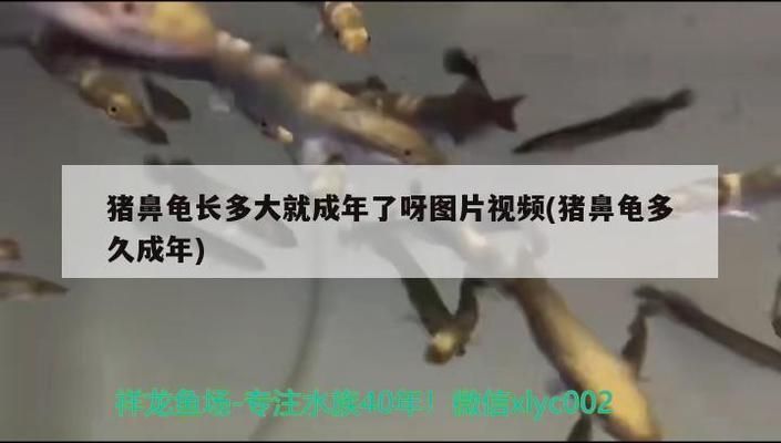 豬鼻龜幾歲算成年龜：豬鼻龜多久算成年龜 豬鼻龜百科 第2張