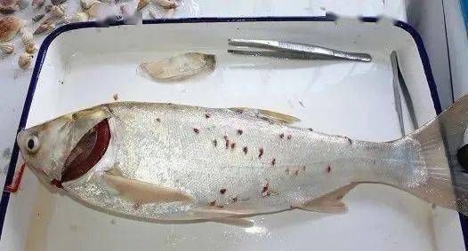 BD魟魚食欲不振的原因分析：-[需手動(dòng)填充]魚食欲不振的原因及其分析及其分析及其分析