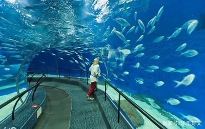 水族館屬于什么分類：極地海洋世界特色展覽,水族館科研項目案例分析 水族館百科（水族館加盟） 第3張