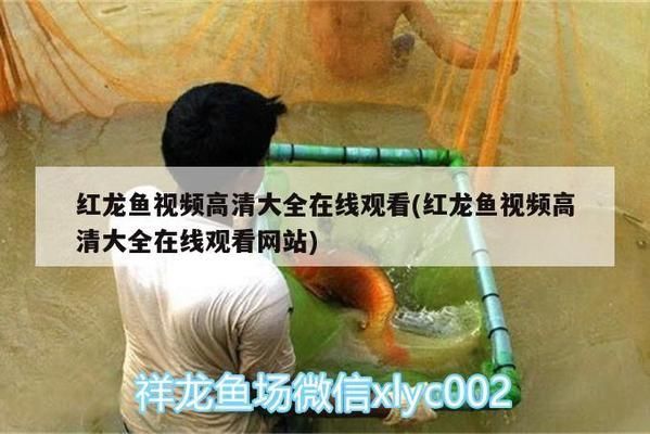 涼山彝族自治州魚缸批發(fā)市場：涼山彝族自治州觀賞魚市場 全國觀賞魚市場 第4張