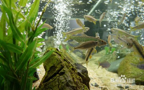 海龍魚干怎么吃：海龍魚干在食用之前需要泡發(fā)嗎？ 水族問答 第2張