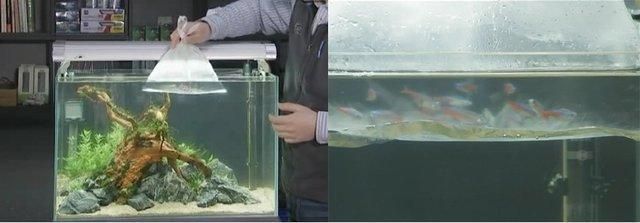 觀賞魚水質檢測指南：觀賞魚水質檢測方法 觀賞魚百科 第3張