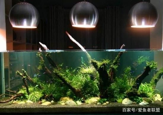 水族館加熱棒溫度怎么控制：如何控制水族館加熱棒溫度