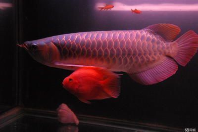 魟魚(yú)對(duì)水質(zhì)的具體要求是什么：魟魚(yú)偏好較軟的水質(zhì)，業(yè)界測(cè)量數(shù)據(jù)顯示硬度應(yīng)在7°dgh（200微毫的導(dǎo)電度）以下 魟魚(yú)百科 第5張