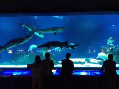 水族館 知乎：全球第一座水族館于北京海洋魚(yú)類(lèi)及生物達(dá)千余種、數(shù)萬(wàn)尾