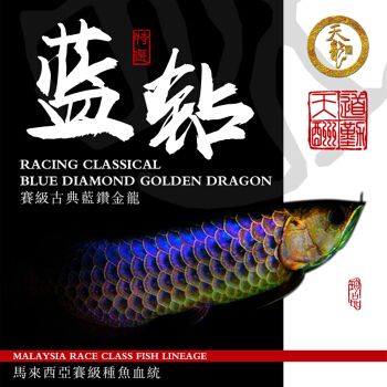 古典過背金龍魚多少錢一條：古典過背金龍魚價格 金龍魚百科 第4張