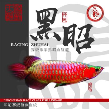 古典過背金龍魚多少錢一條：古典過背金龍魚價格 金龍魚百科 第5張