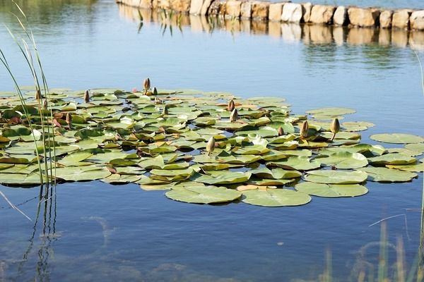 魟魚與白化火箭魚性格匹配度：白化火箭魚與白化火箭魚的性格匹配度較高，可以嘗試混養(yǎng) 魟魚百科 第4張