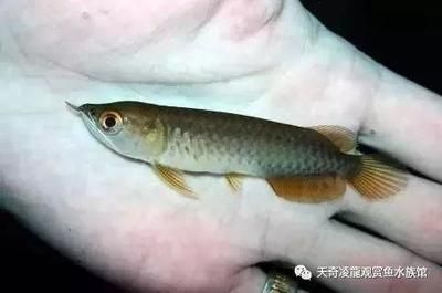 龍魚(yú)變紅的最好方法圖片視頻：如何讓龍魚(yú)變紅 紅龍魚(yú)百科 第5張