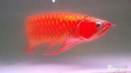 龍魚(yú)變紅的最好方法圖片視頻：如何讓龍魚(yú)變紅 紅龍魚(yú)百科 第1張